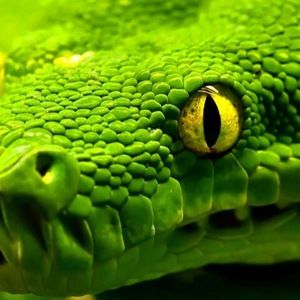 Meet your Posher, Ayana